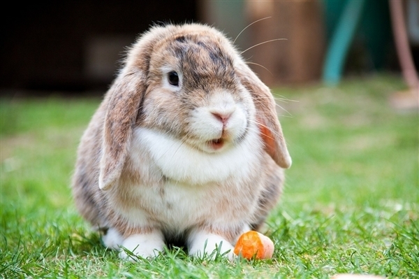 萌萌哒的兔子竟是“头号杀手”！澳大利亚曾研制病毒专杀兔兔