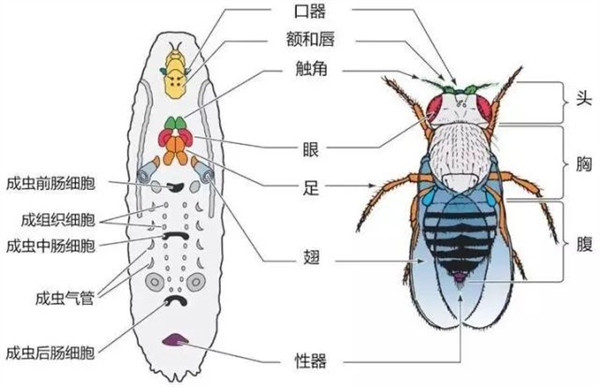 如果切掉毛虫的1条腿 会羽化出5条腿的蝴蝶吗？