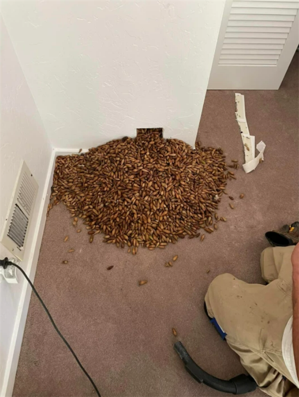 囤积成癖？一啄木鸟在墙内藏600多斤坚果：人类发现后全部扔掉