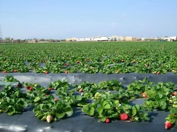 草莓的“种子”为什么裸露在外呢？大有讲究