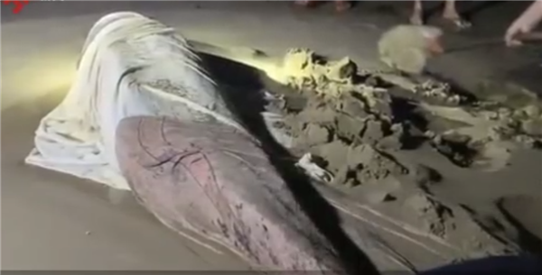 三亚去世侏儒抹香鲸被解剖：胃内有大量塑料/线虫 导致无法进食