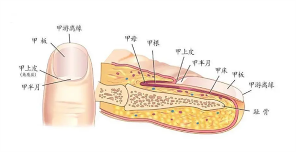 困扰十几亿人！脚趾甲咋会向肉里长？