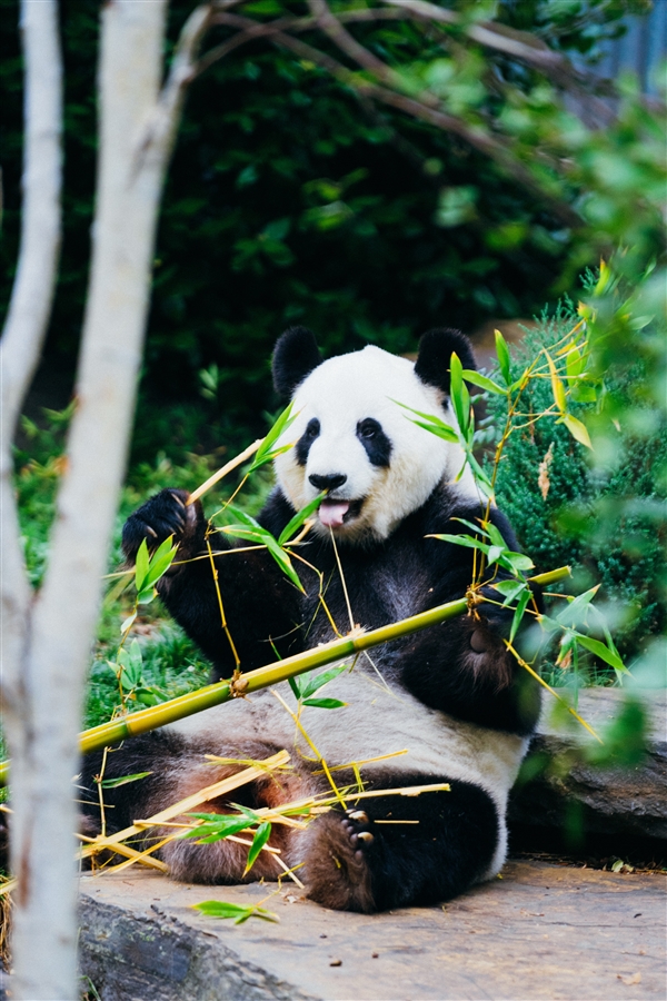 狂炫面食引游客惊叹：山东养的大熊猫相当炸！工作人员科普