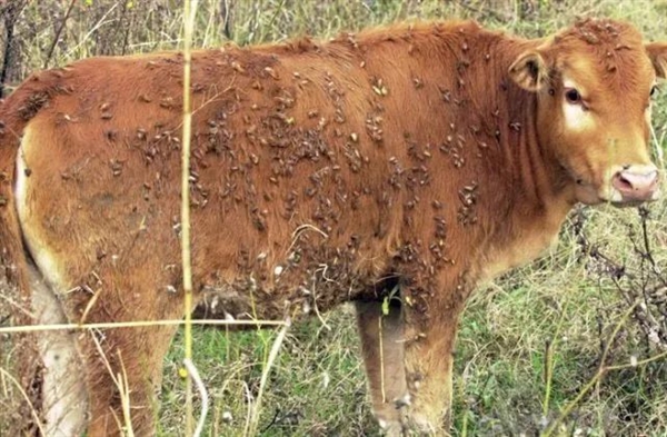 “假苍耳”入侵中国！剧毒杀死牛羊、改变土壤、减产60％