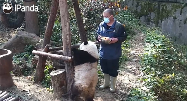 这不是花花是“果赖”！大熊猫和花喜提成都话昵称：画面萌翻