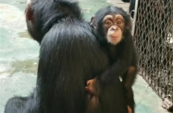 济南动物园网红小黑猩猩“柒仔”去世：初步研判系突发疾病死亡