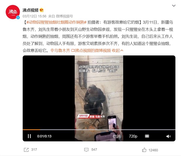 动物园回应“猩猩坐墙边抽烟吐烟圈”：游客点烟后扔进去了