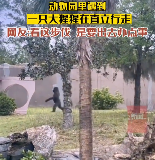 动物园大猩猩被发现在直立行走：姿势极其标准 与人类无异