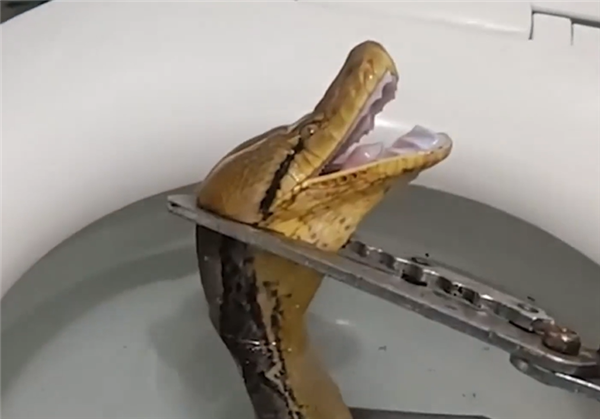噩梦成真！泰国一女子上厕所时惊现蛇探头：拆掉马桶拔出5米巨蟒