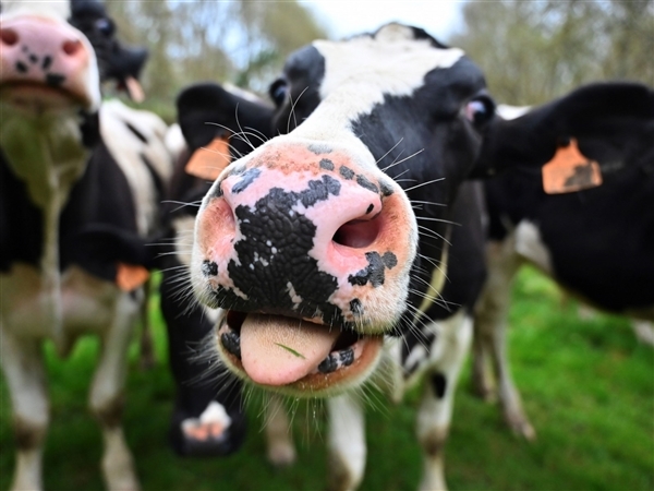 为减少打嗝、放屁！英国计划给奶牛喂甲烷抑制剂
