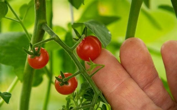 我国构建世界首个番茄超泛基因组：能让番茄更好吃、产量多6成