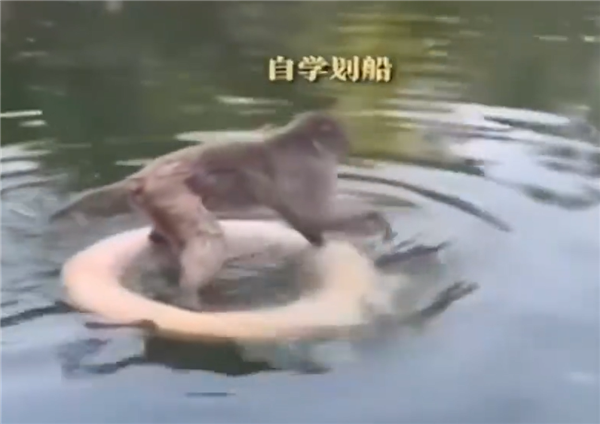 天道好轮回！南京网红暴猴“入编”遭动物园遭长期霸凌：学会水上漂