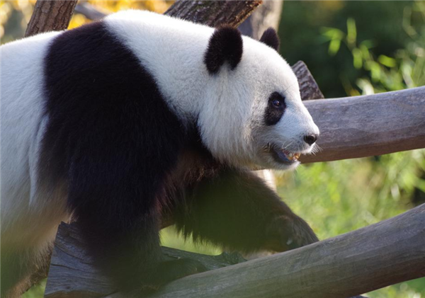 大熊猫丫丫已启程回国：专机飞往上海 明天抵达浦东机场