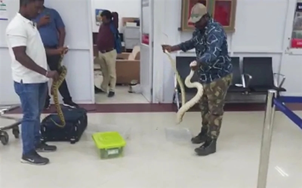 画面瘆人！印度机场从一女子包中搜出22种蛇