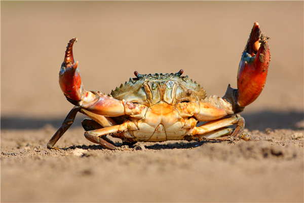 7人吃自助炫300多个螃蟹 医生：过量食用螃蟹或引发多种疾病