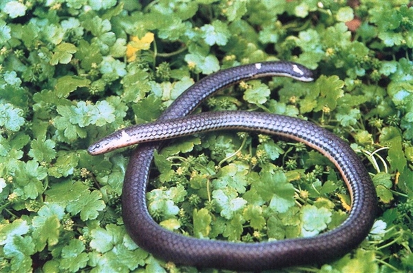 海宁发现稀有动物两头蛇：经常倒着爬、极具迷惑性