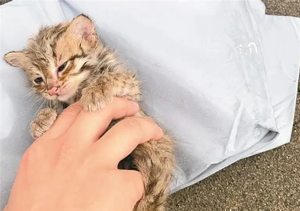 男子暴雨天救助流浪猫 专家确认：国家二级保护动物