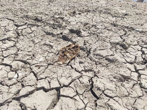 亚洲或将面临超级高温“烤”验：多国已破40℃ 厄尔尼诺现象要来了