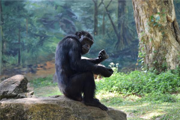 上海动物园猩猩抱膝而坐带薪emo 网友：又是被迫营业的一天