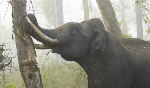 网传云南一公园多人用针扎小象引围观 官方回应：网友呼吁不要再看动物表演