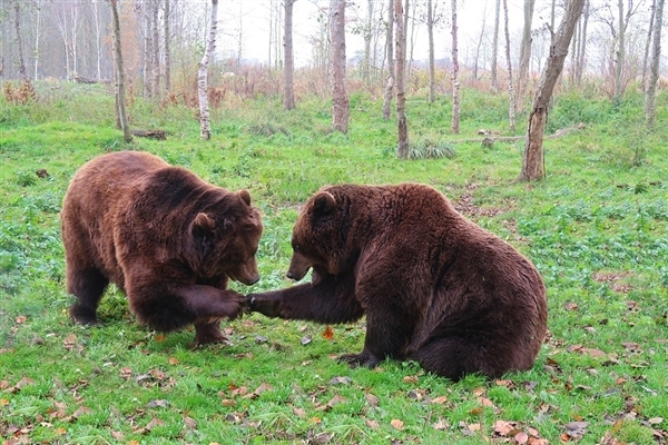 恐怖！日本一钓鱼佬被棕熊袭击并吃掉：野外遇熊装死真没用