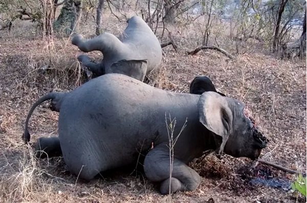 3个月残忍杀死650头大象！为什么不能活着取象牙？