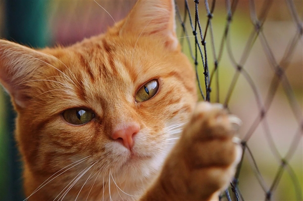 宠物猫被邻居高空扔下活活摔死 网友气愤行为可耻：为何虐猫