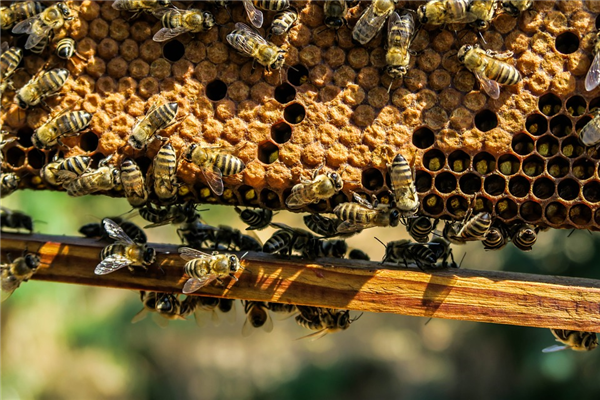 女子家中进蜜蜂 半小时被筑超大蜂巢！网友提醒很危险