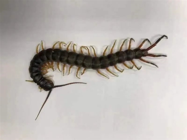 深圳邮局海关查获23只外来毒虫！内含秘鲁巨人蜈蚣