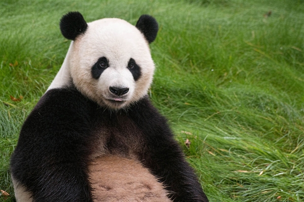 2023熊猫中心首只大熊猫宝宝诞生：生长发育良好