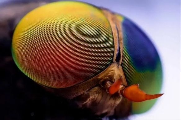 黄蜂的脑袋太可爱了吧！32张显微镜下事物的神奇照片