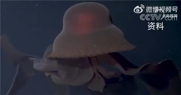 真心恐怖！南极洲深海拍到罕见冥河水母：触手约10米长