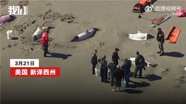 8只海豚在美国海滩搁浅全部死亡 6只被安乐死