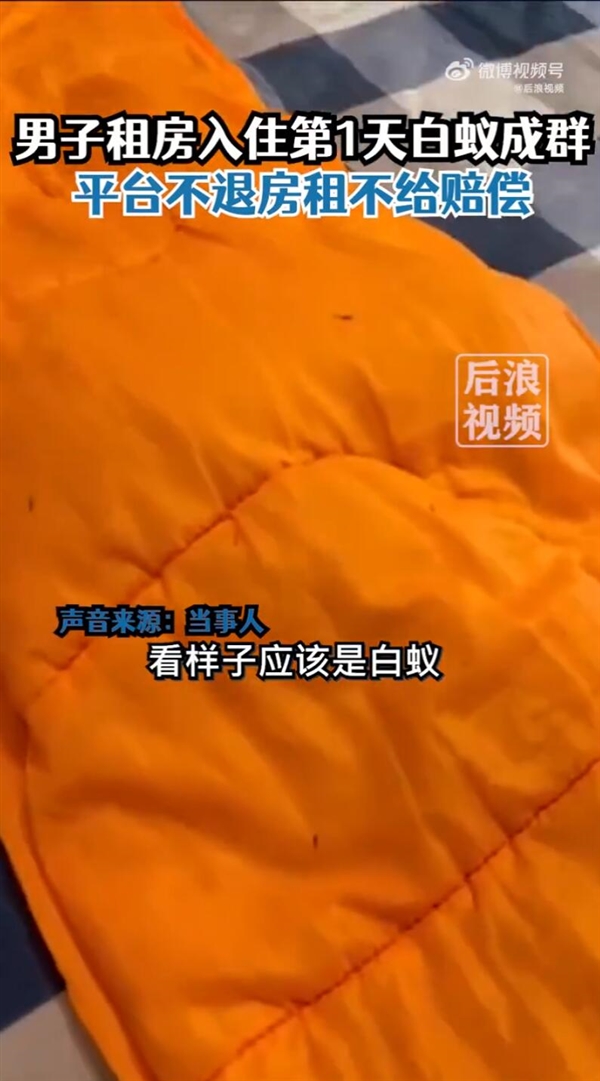 男子自如租房第1天发现白蚁成群：客服回应