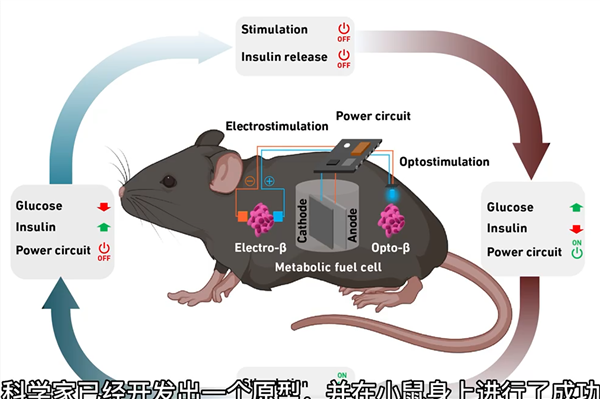 可用血糖发电的皮下燃料电池问世：能发电、能降糖