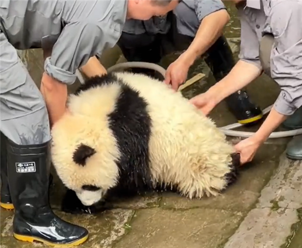 是个大工程！大熊猫洗澡两个半人摁半个负责洗：旁边一只在看戏