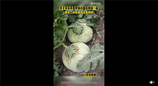 男子突发奇想将甜瓜和西瓜嫁接 网友看完大笑：这是焊接