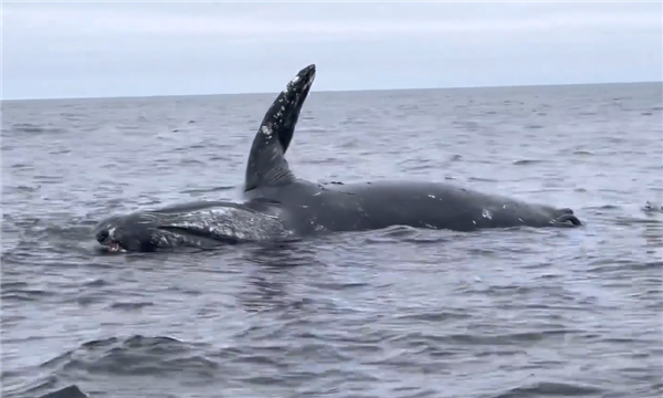 高清无码！游客近距离拍摄海洋鲸爆现场 网友：一鲸一炸