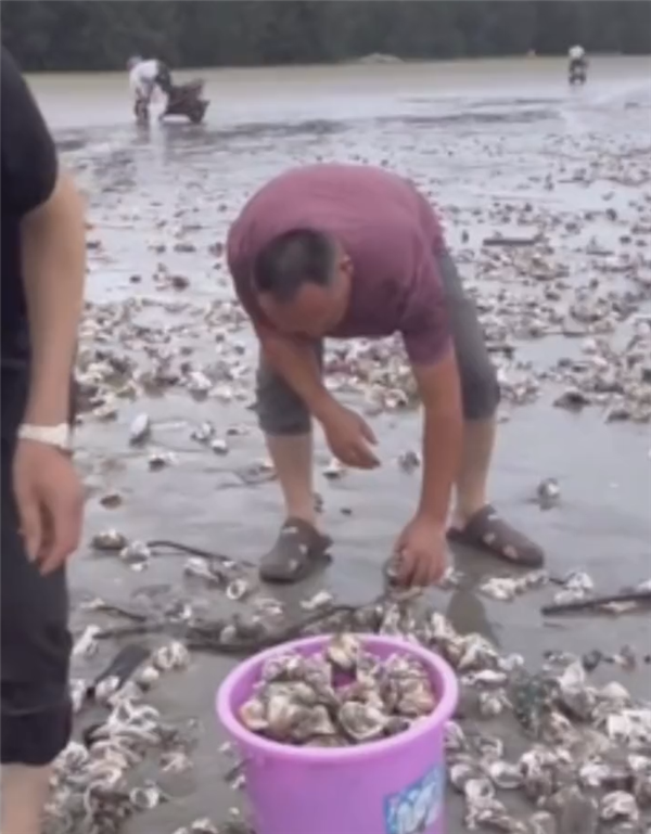 台风天 深圳一海滩出现大量海鲜：小心16级狂风