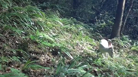 湖北巴东发现罕见瑞兽白麂！与黄麂一同出现啃食青草