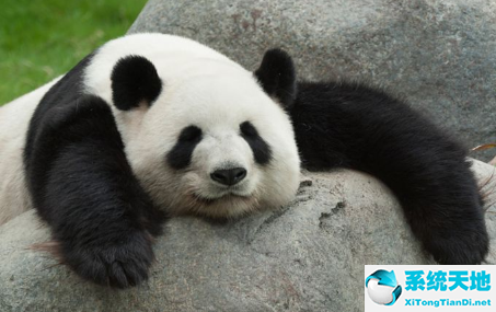 大熊猫脸图片(大熊猫用上人脸识别)